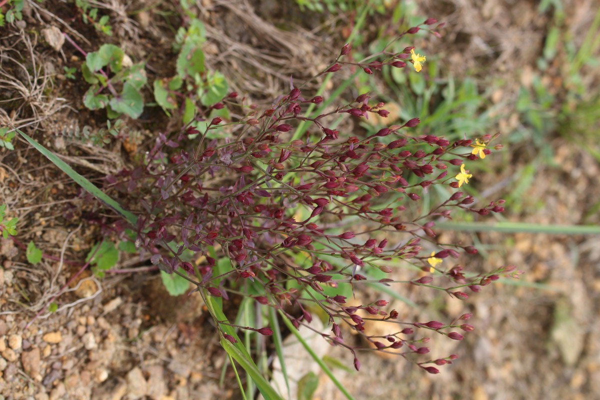 Hypericum japonicum Thunb.